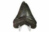 Juvenile Megalodon Tooth - Georgia #158753-2